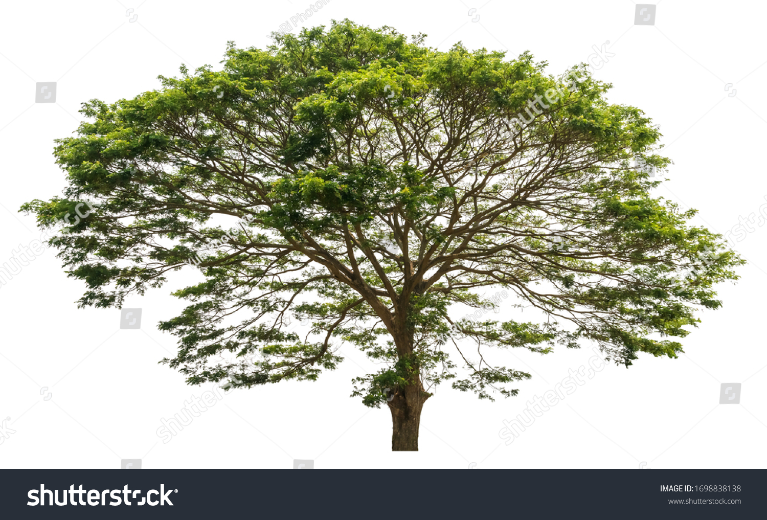 1 839 Monkey Pod Tree Shutterstock   Stock Photo East Indian Walnut Rain Tree Monkey Pod Samanea Saman Isolated On White Background With 1698838138 