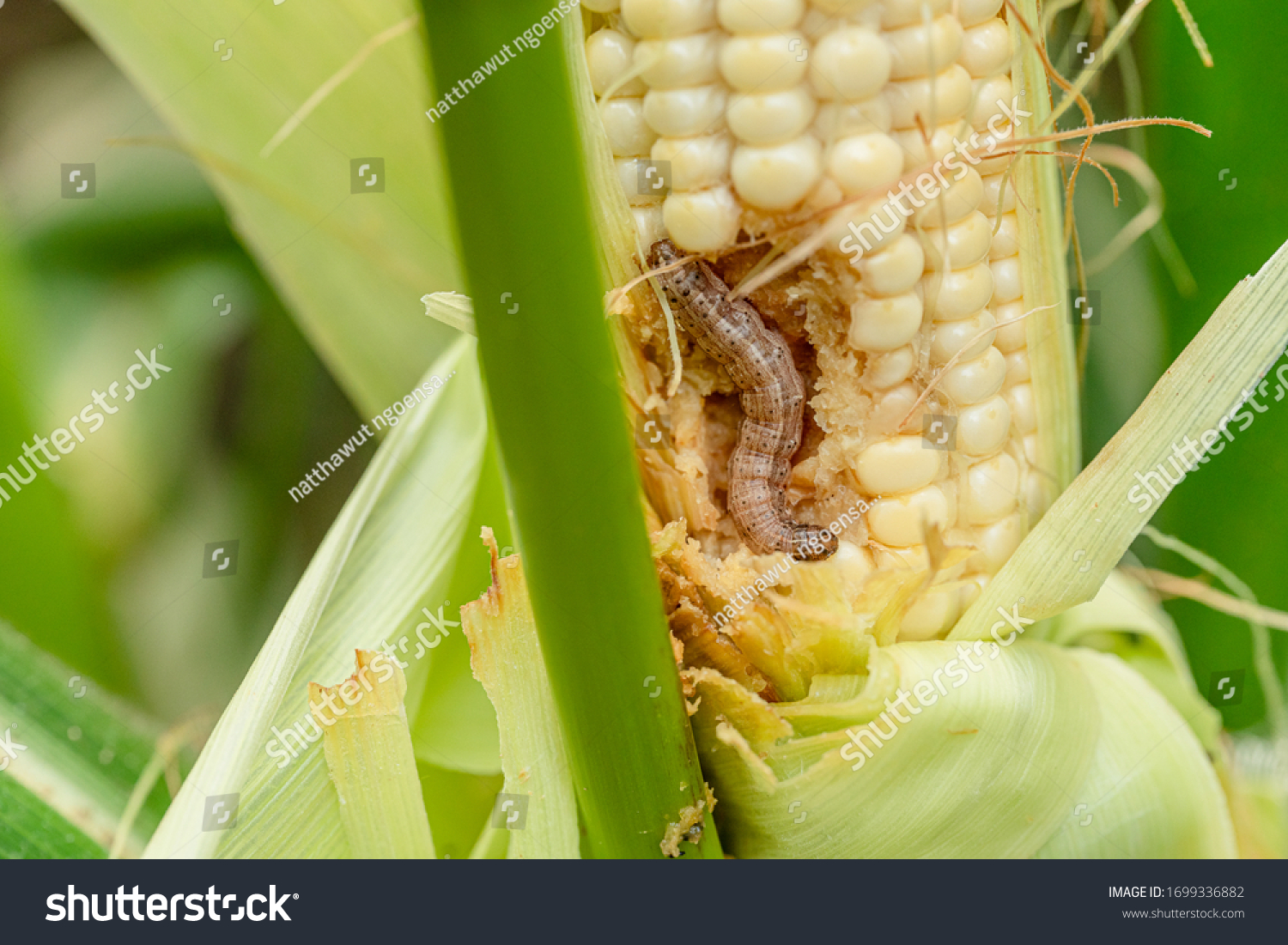 Fall Armyworm On Damaged Corn Excrement Stock Photo 1699336882 ...