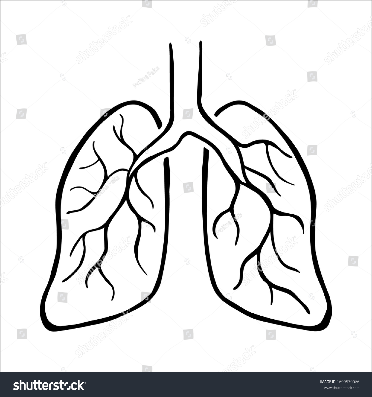 human lungs drawing