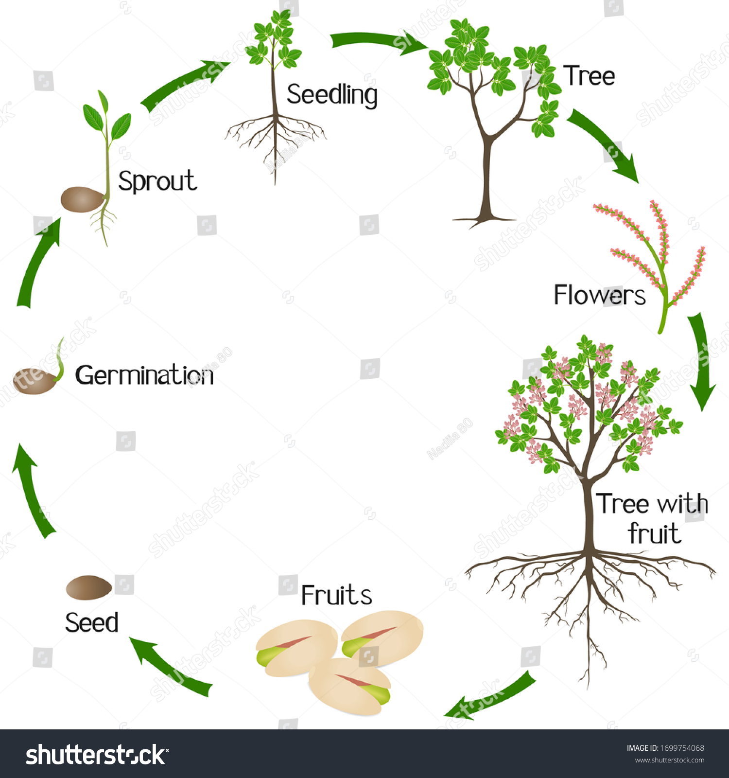 Growth Cycle Pistachio Plant On White Stock Vector (Royalty Free ...