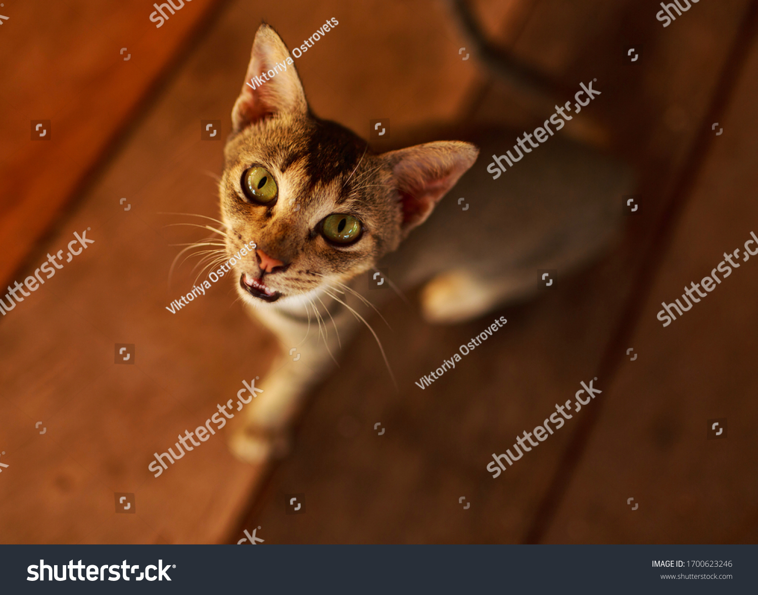 Cat Crazy Eyes Open Mouth Stock Photo 1700623246 Shutterstock