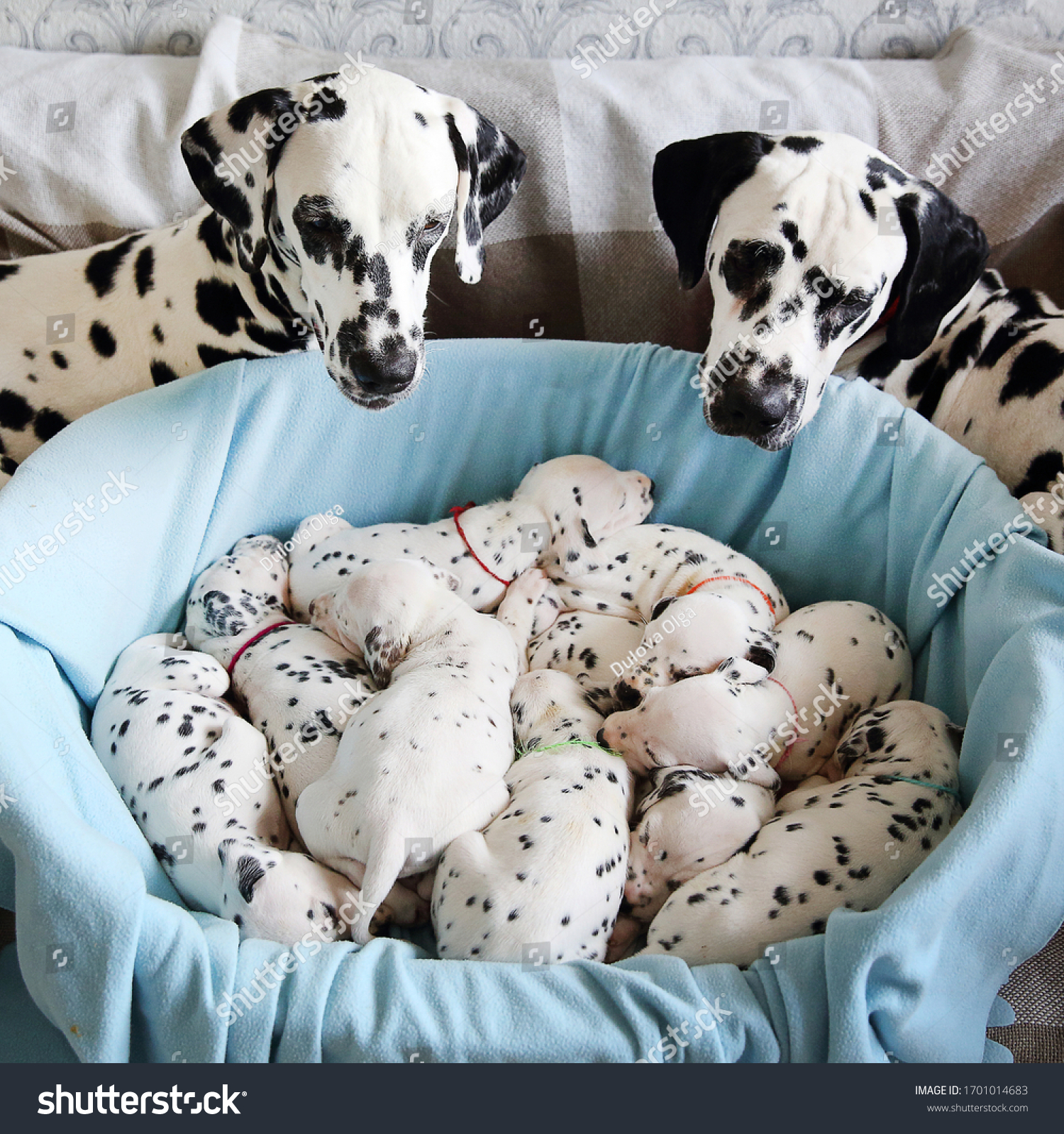 how many hours a day do dalmatians sleep