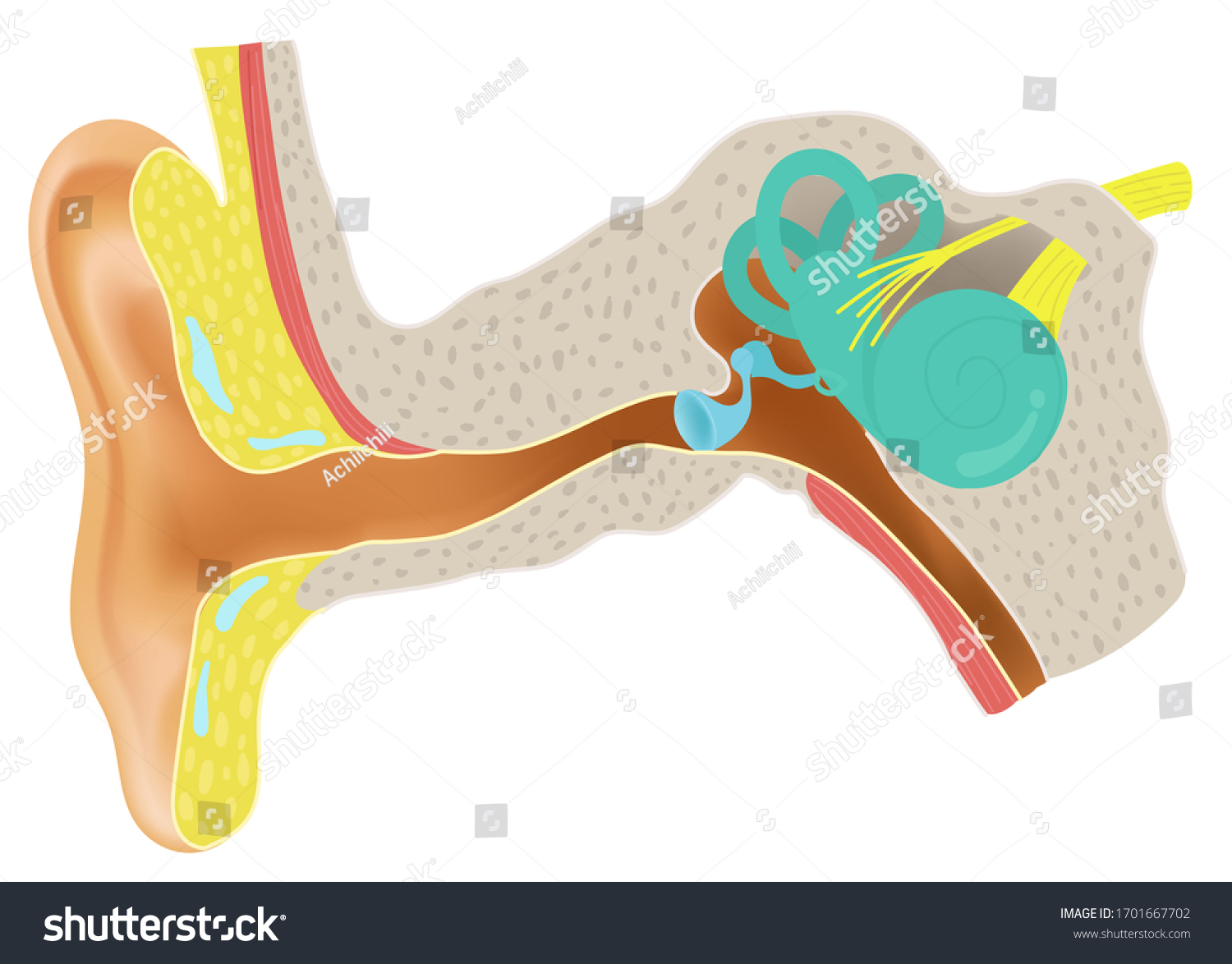 Anatomy Human Ear Stock Illustration 1701667702 | Shutterstock