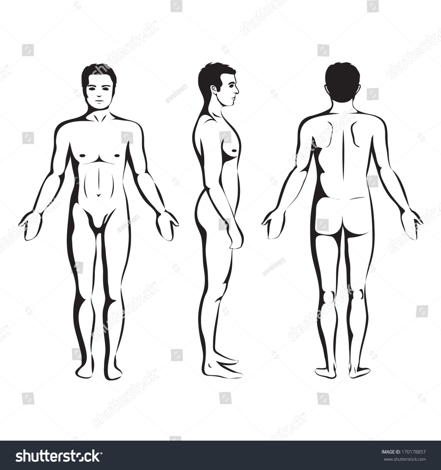 Man Body Anatomy Front Back Side Vetor Stock Livre De Direitos