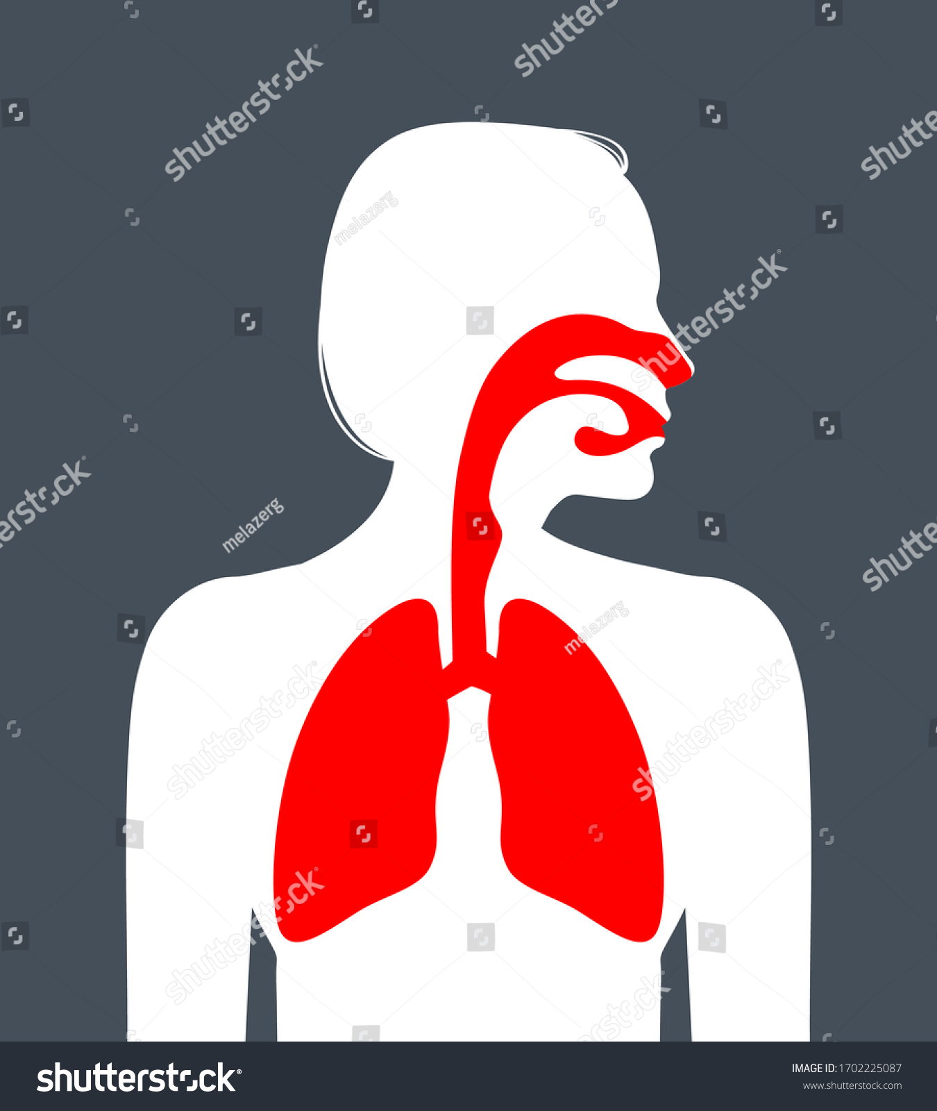 Human Respiratory System Vector Illustration Stock Vector (Royalty Free ...