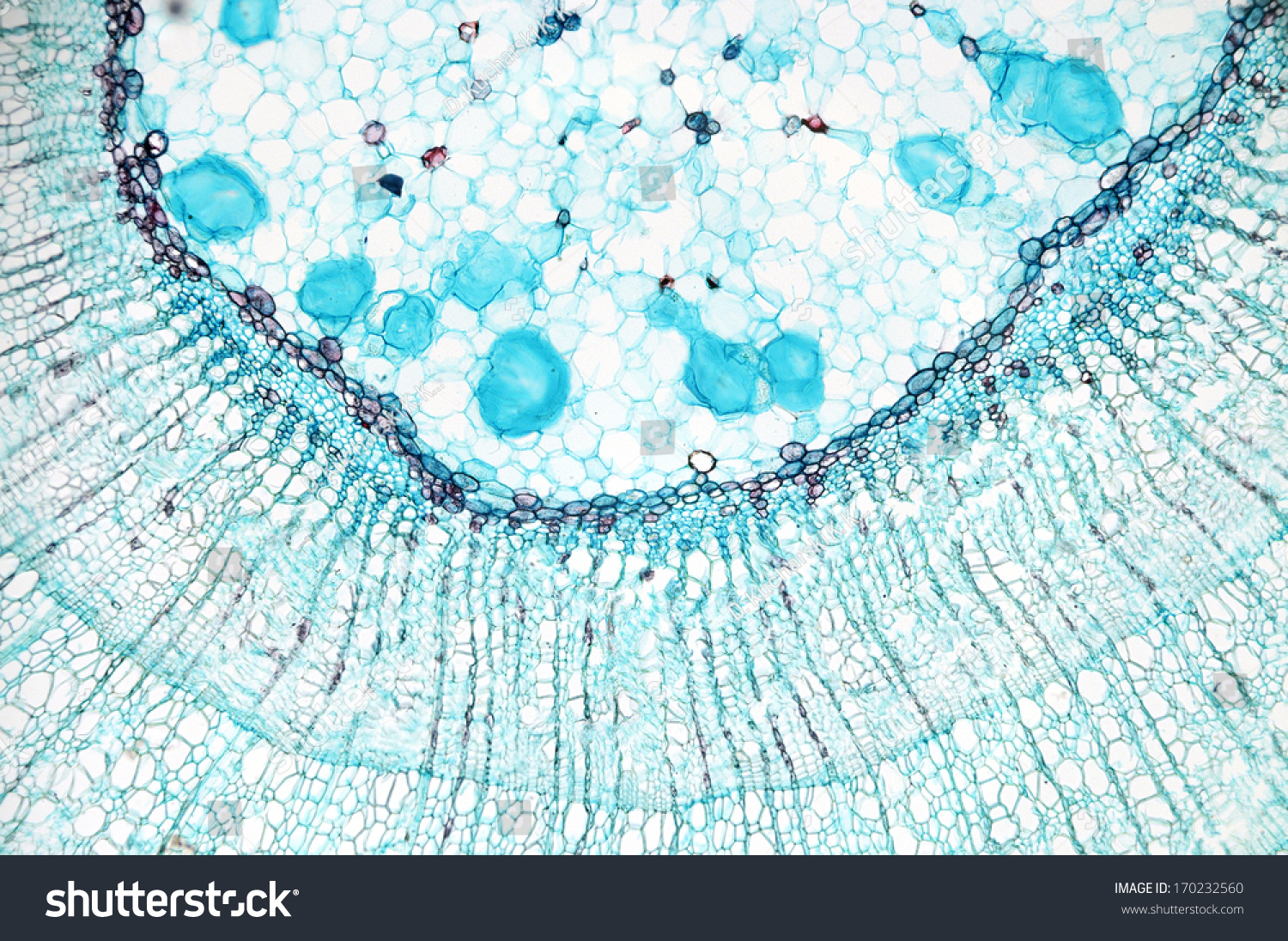 Stem Dicotyledon Cross Section Microscopic View Stock Photo 170232560 ...