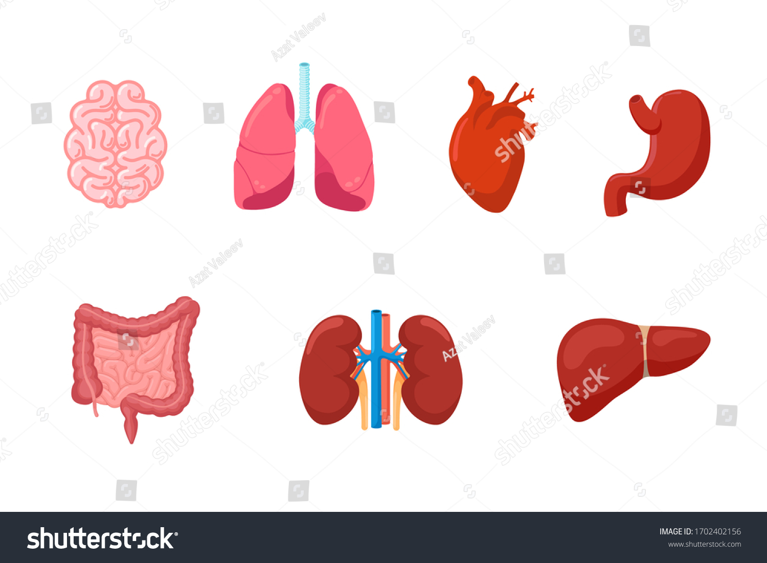 Human Anatomy Internal Organ Set Brain Stock Vector (Royalty Free ...