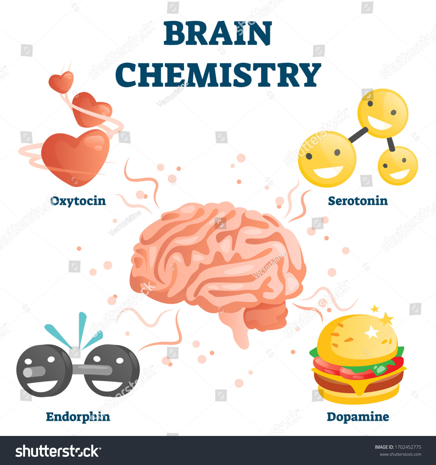 Brain Chemistry Vector Illustration Labeled Educational Stock Vector ...