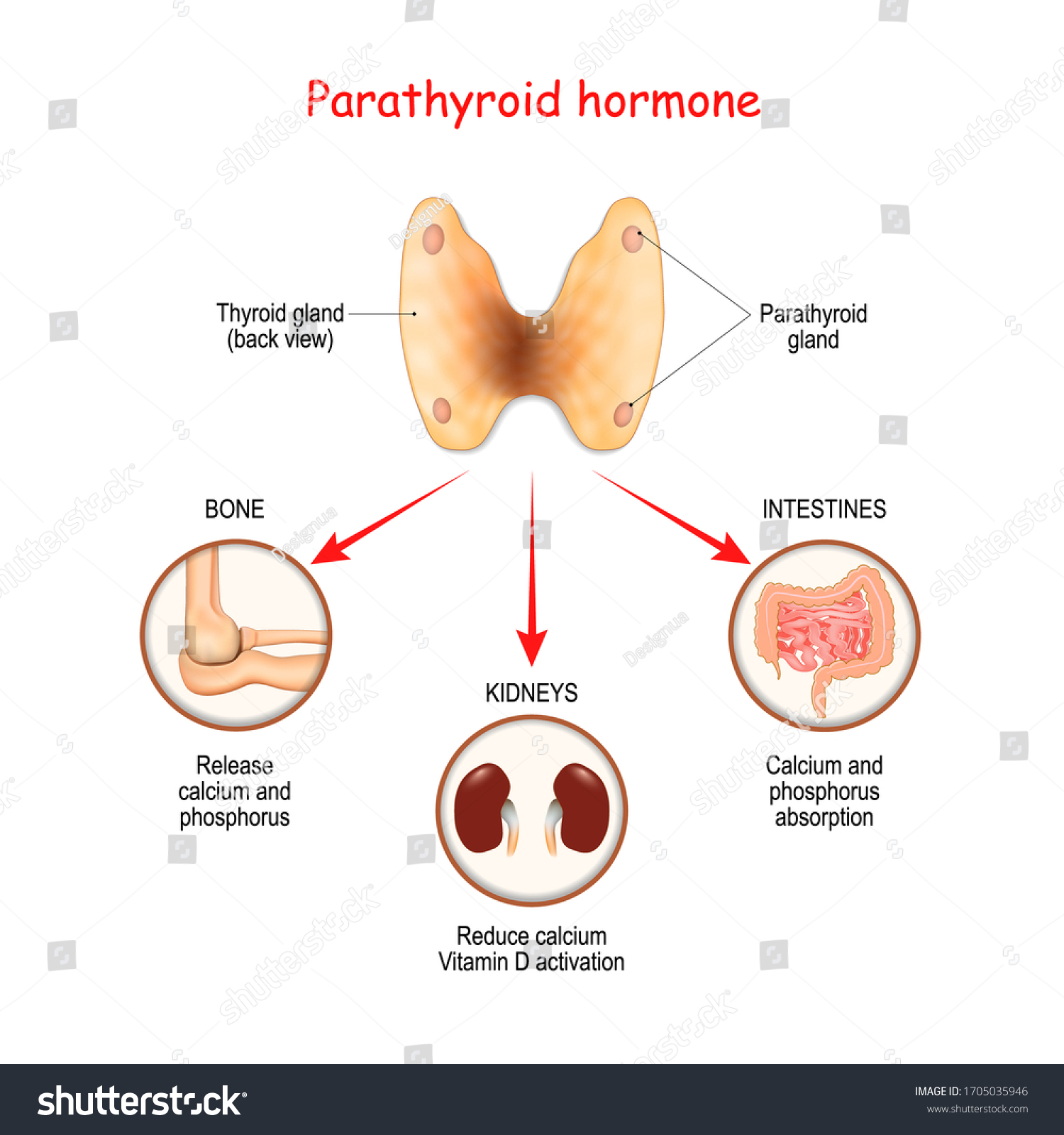 parathyroid gland diagram