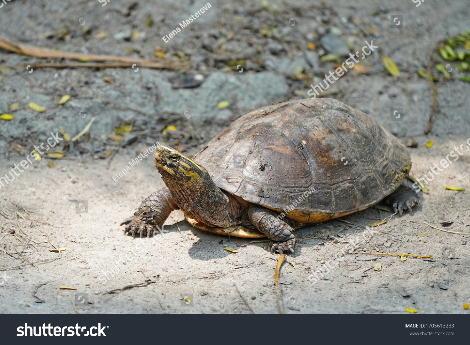 Turtle Yellow Stripes On Head Stock Photo 1705613233 | Shutterstock