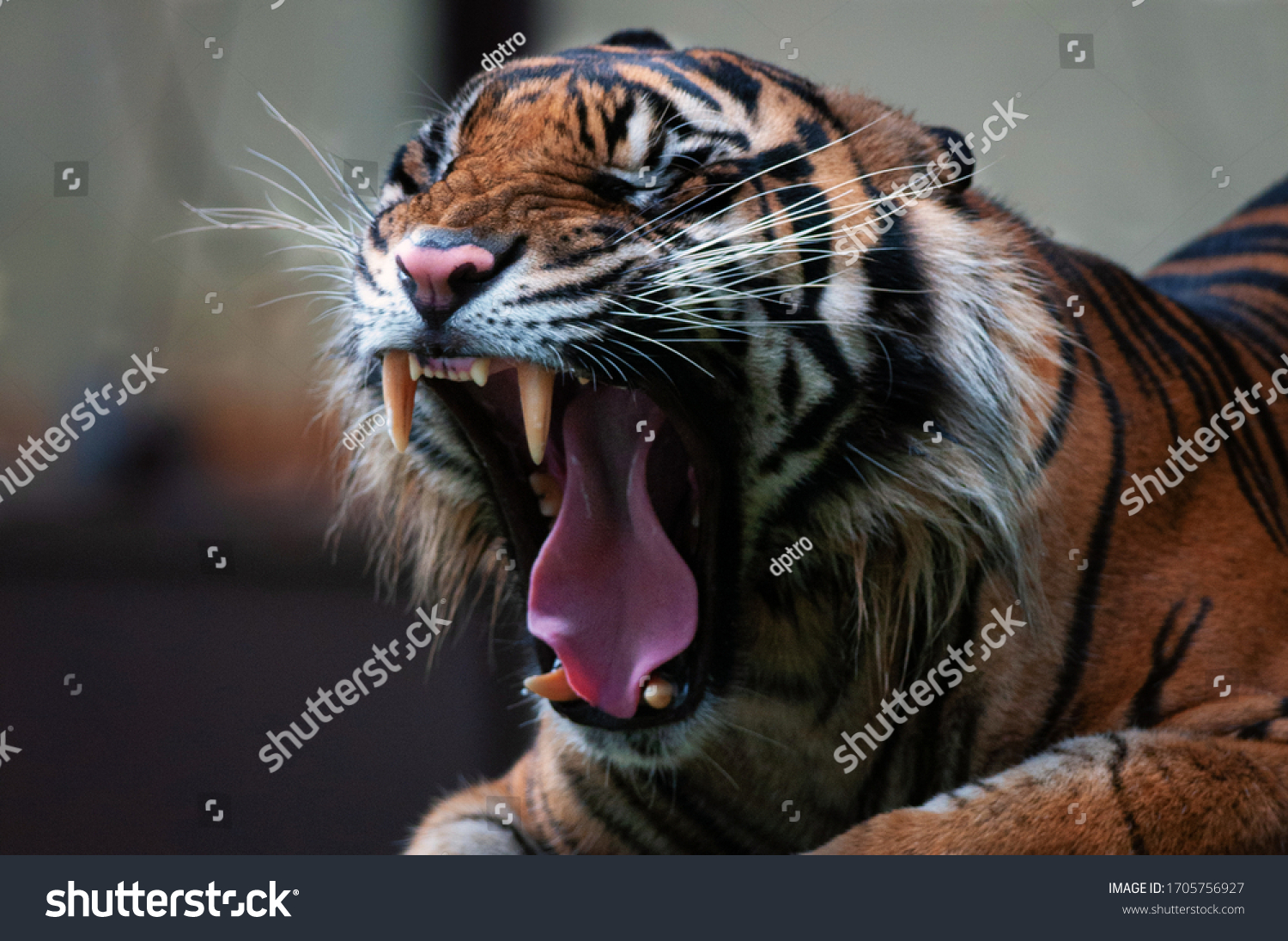 Young Sumatran Tiger Roaring Warning Stock Photo 1705756927 | Shutterstock