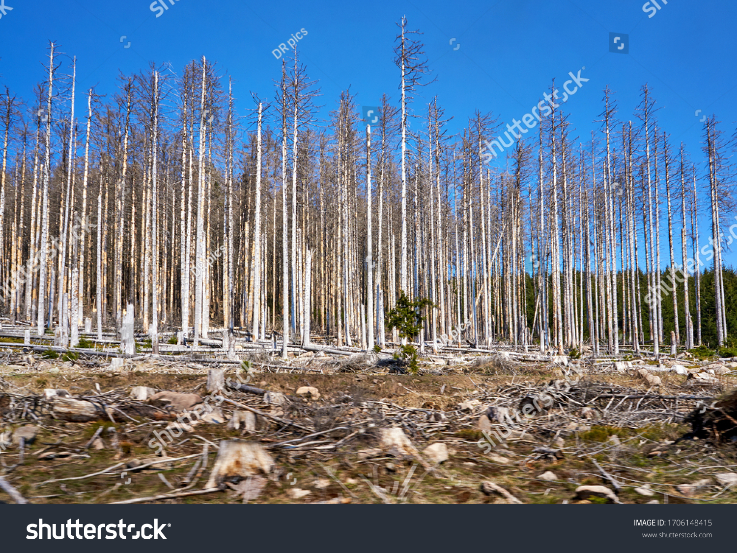 Глобальное потепление лес. Потепление леса. Dying Forest. Лес в Германии разрушен короедом и засухой.