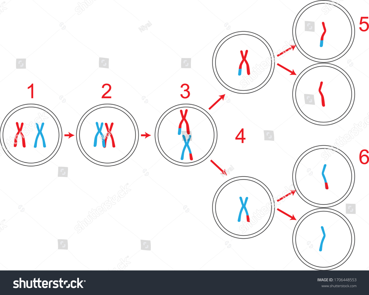 Vector Illustration Meiosis Part Replacement Crossingover Stock Vector ...