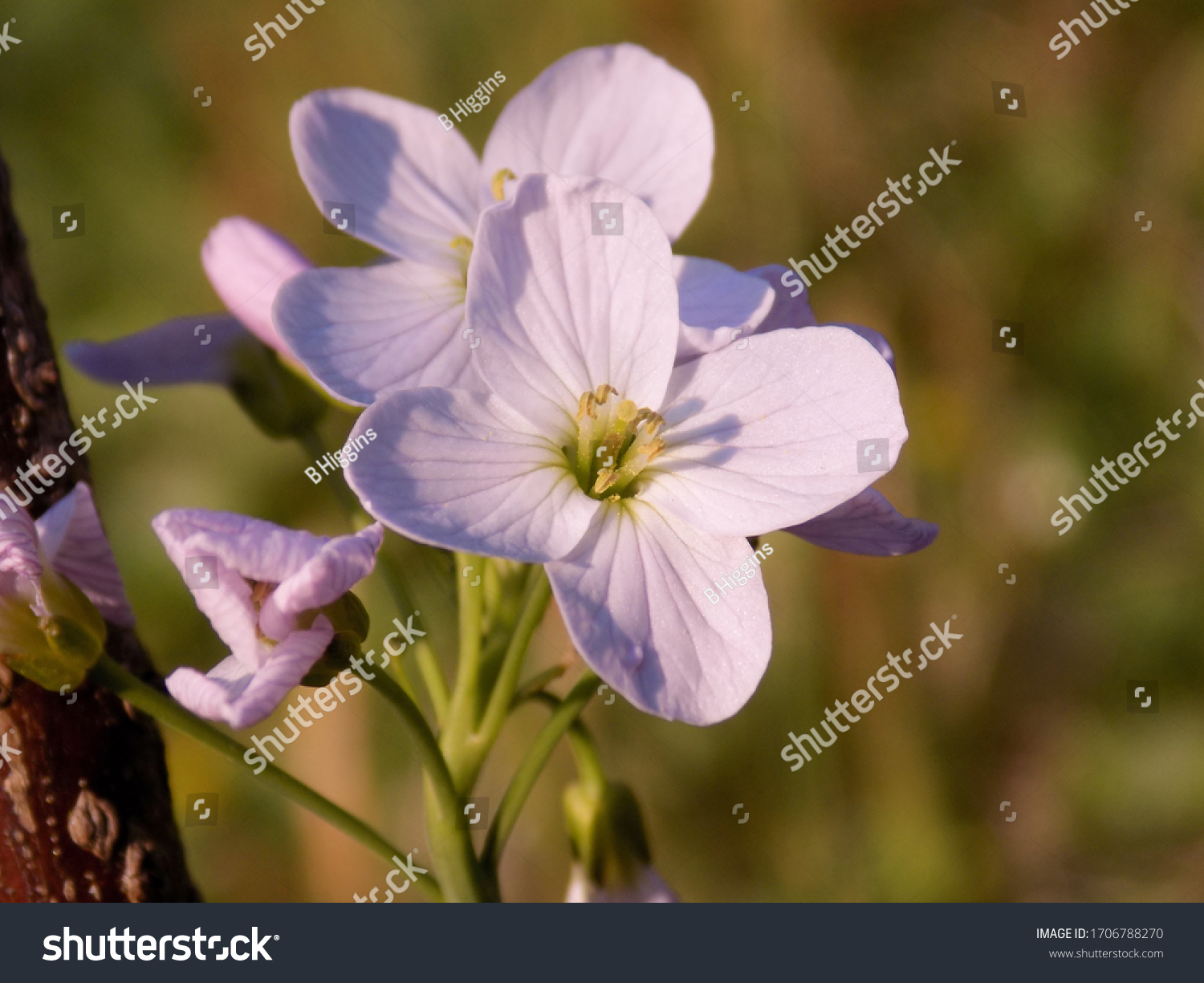 Closeup Isolated Pale Pink Milkmaid Flower Stock Photo 1706788270 ...