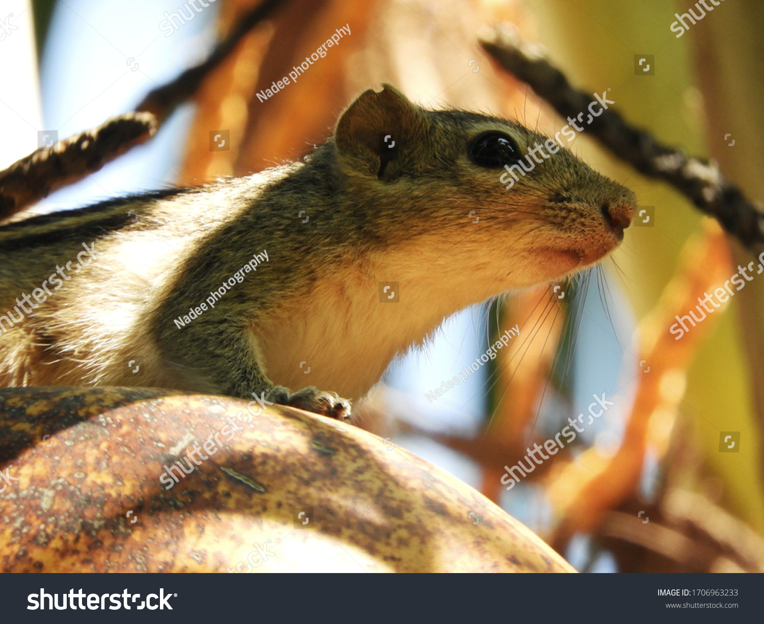 jungle palm squirrel