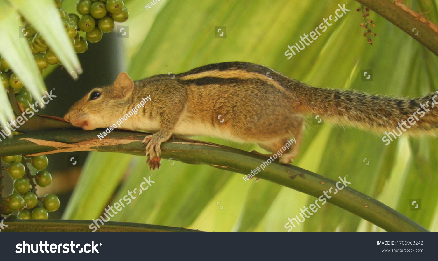 jungle palm squirrel