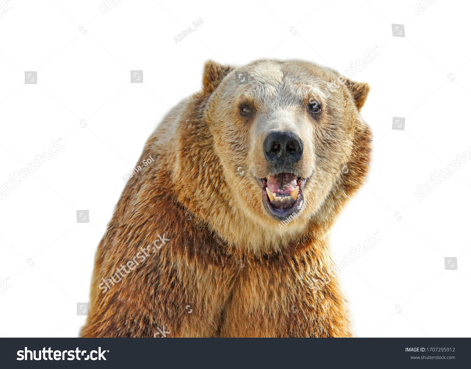 Closeup Portrait Smiling Grizzly Bear Isolated Stock Photo 1707295912 