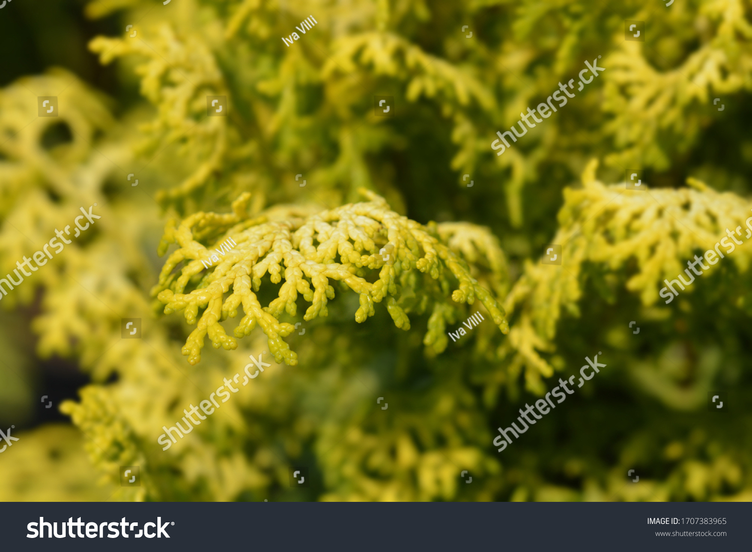 Hinoki Cypress Lucas Latin Name Chamaecyparis Stock Photo 1707383965 ...