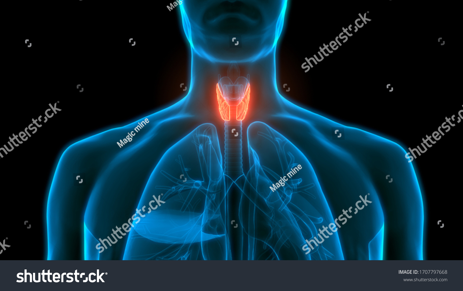 Human Glands Lobes Thyroid Gland Anatomy Stock Illustration 1707797668 ...