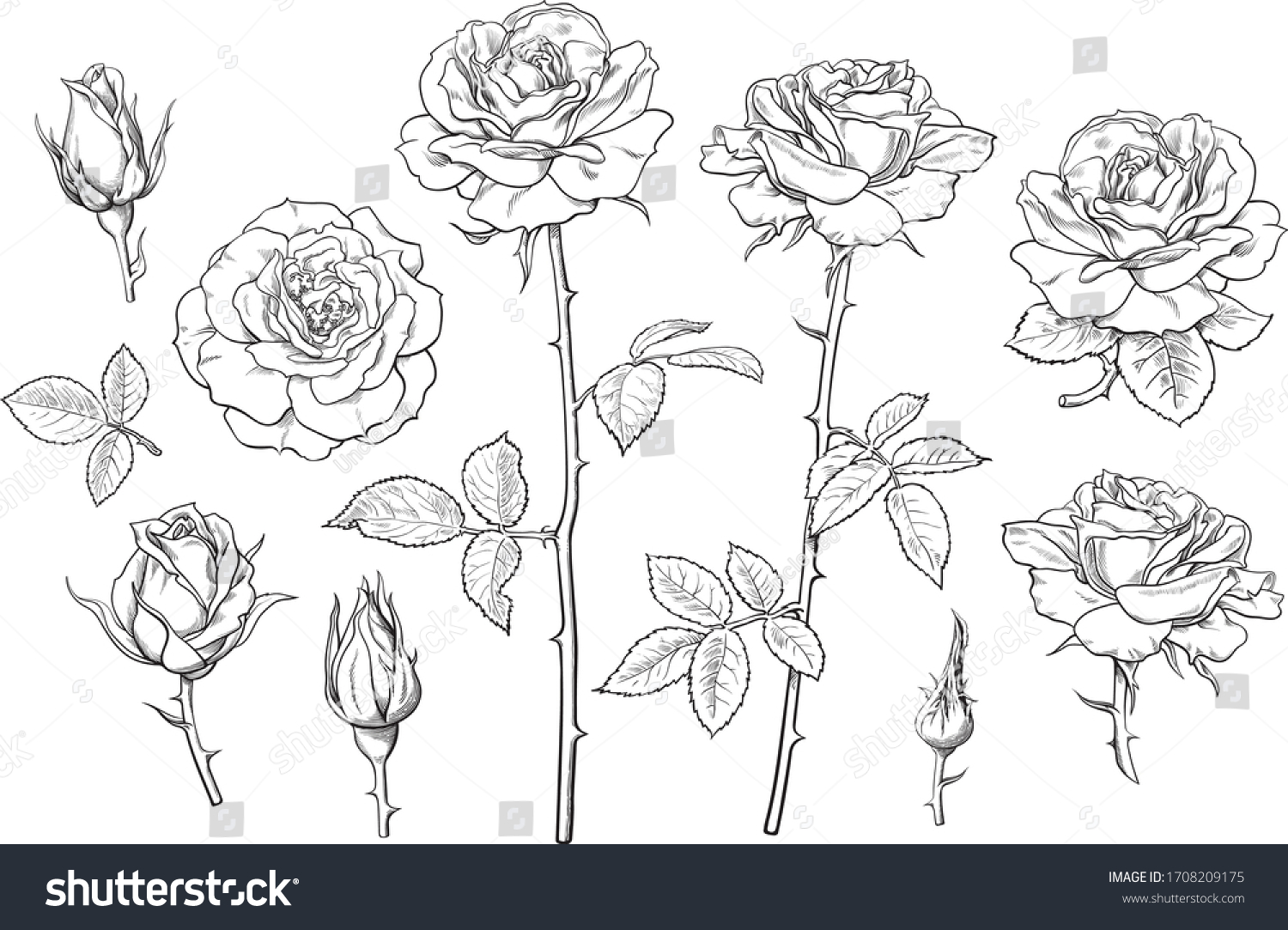 Roses Set vector