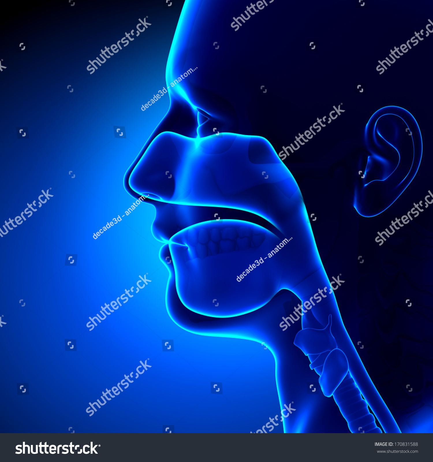 Sinuses Clear Head Anatomy Stock Illustration 170831588 | Shutterstock