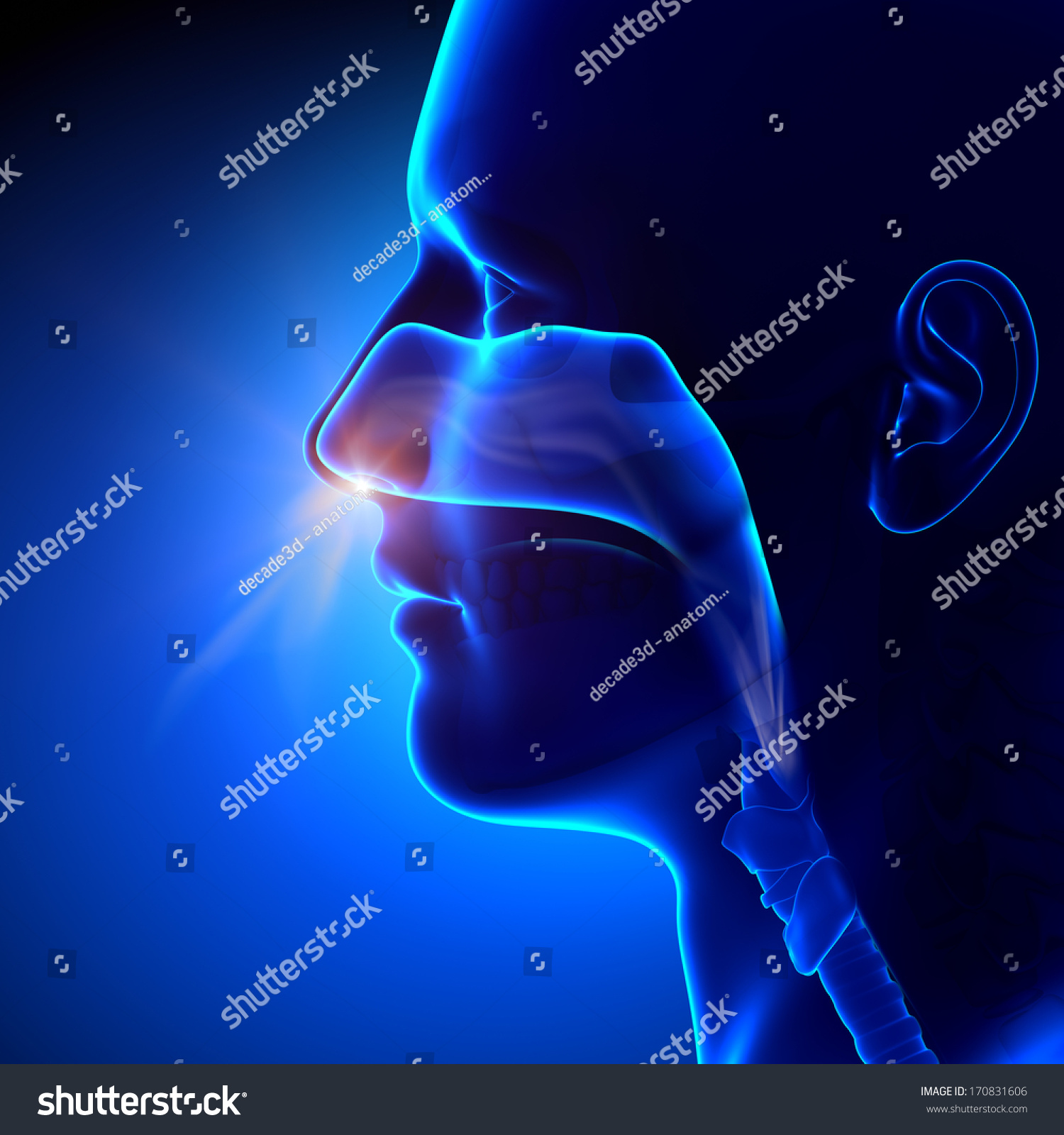 Sinuses Breathing Human Anatomy Stock Illustration 170831606 | Shutterstock