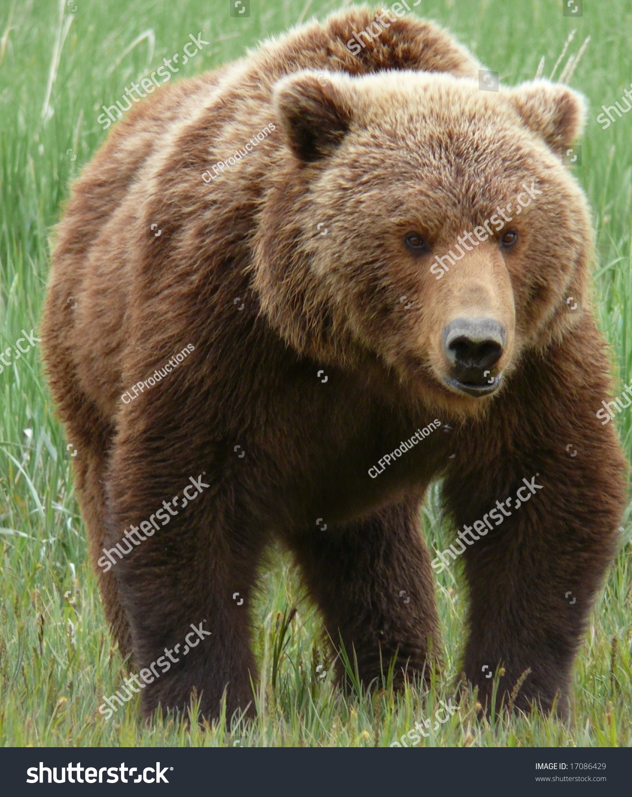 Large bear