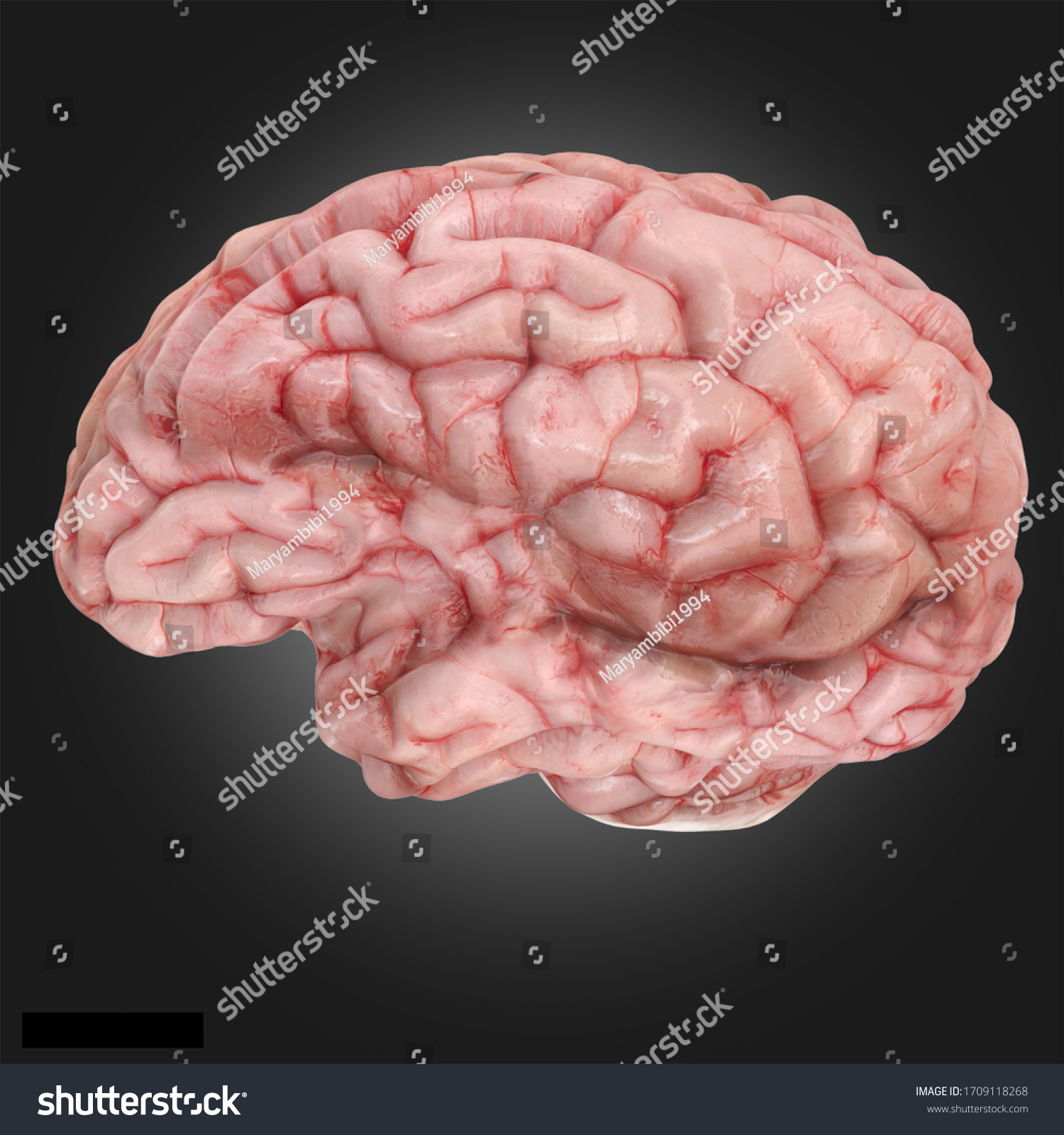 Человеческий мозг. Мозг человека реалистичный.