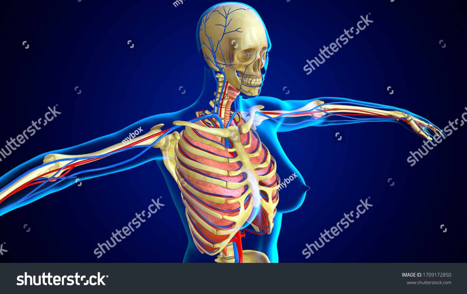 3d Illustration Human Skeleton Rib Cage Stock Illustration 1709172850 Shutterstock 5767