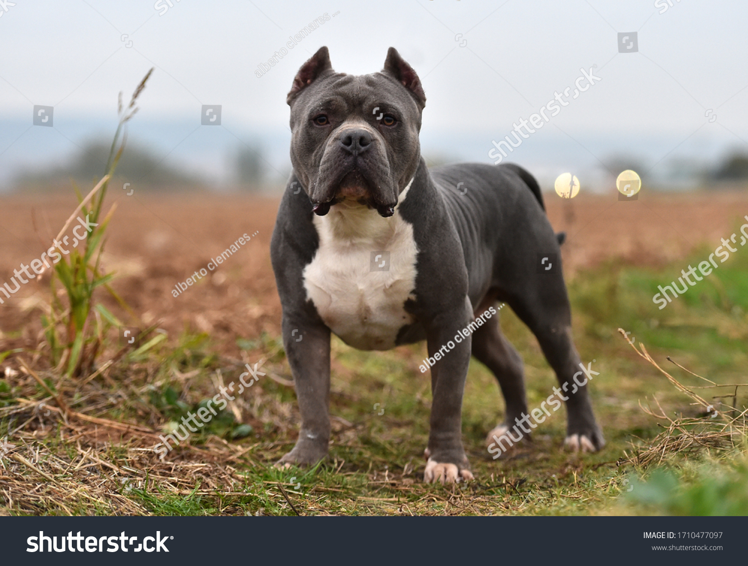 is the american bully legal in india