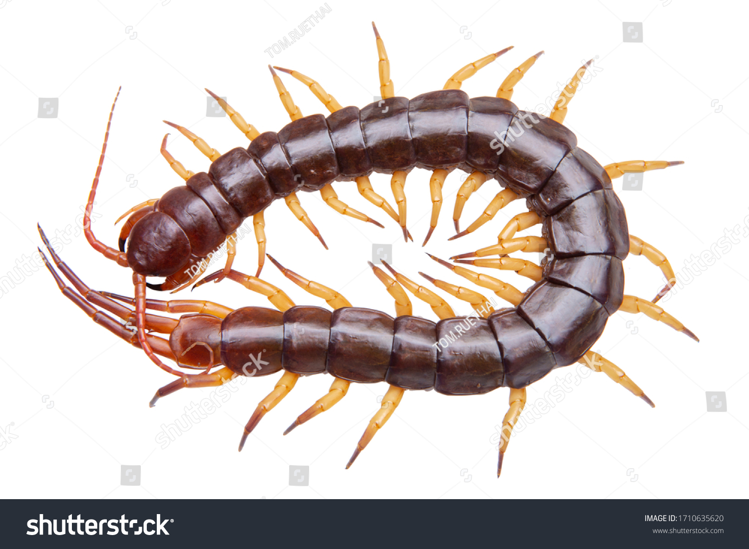 Centipedes Chilopoda Isolated On White Background Stock Photo ...