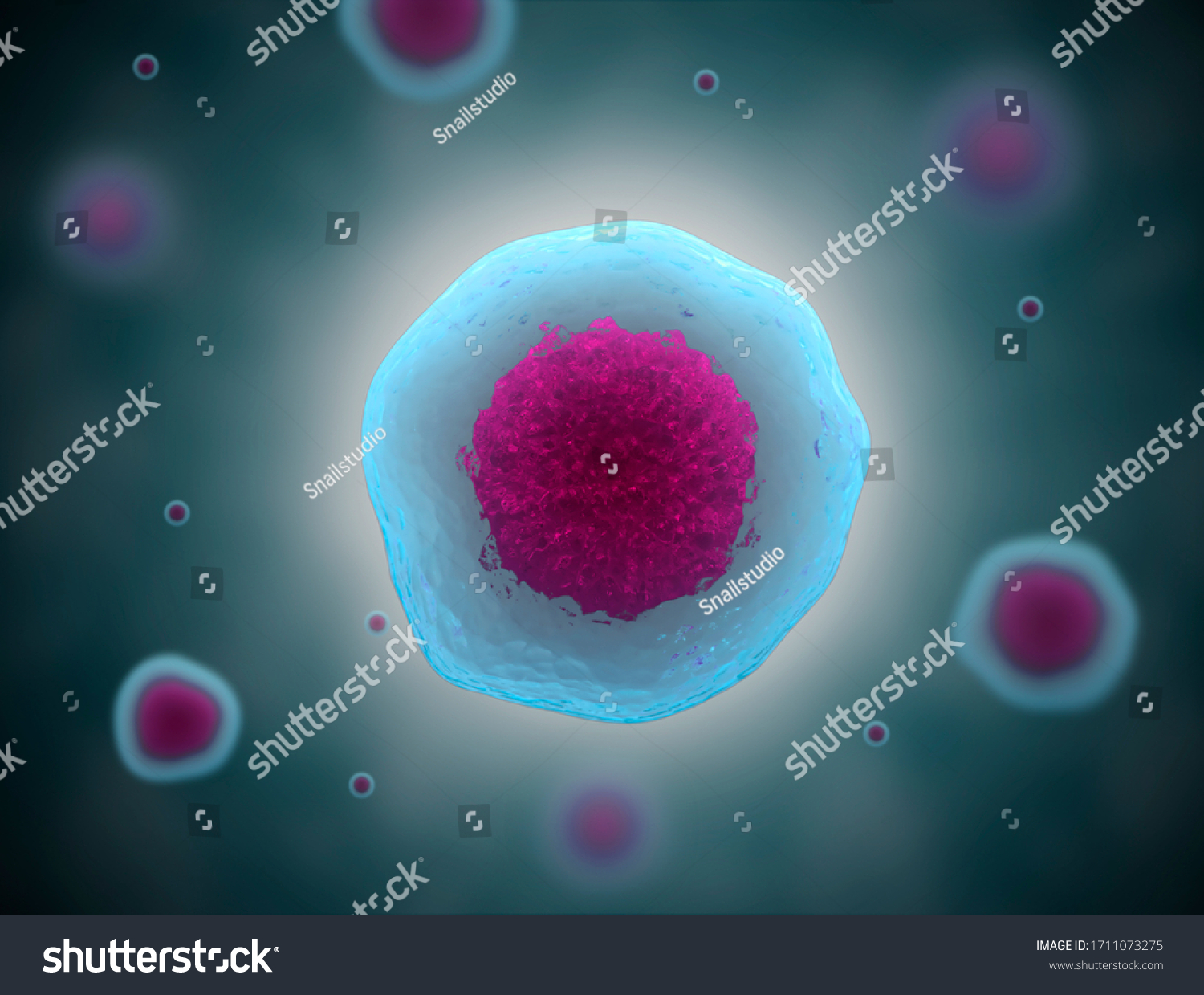 3d Illustration 3d Stem Cell Nucleolus Stock Illustration 1711073275 ...