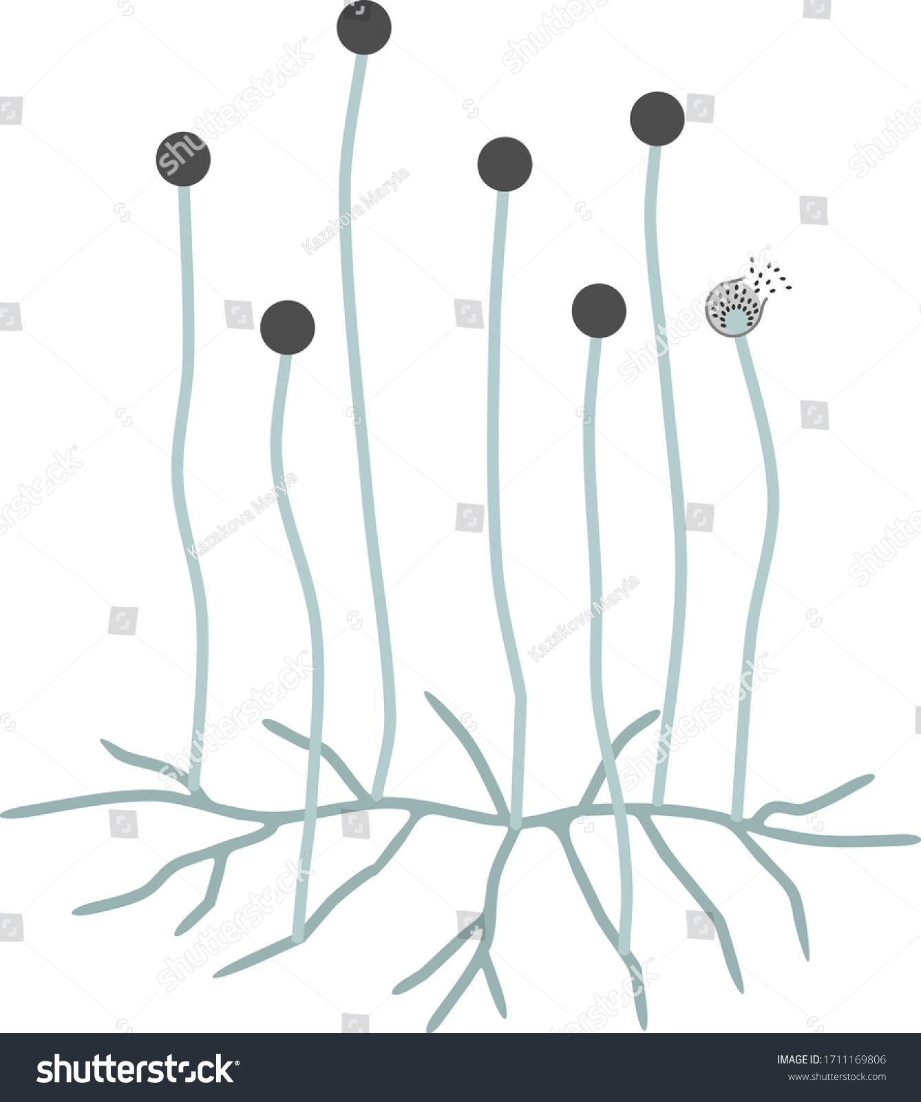 Structure Mucor Mycelium Sporangium Isolated On Stock Vector (Royalty ...