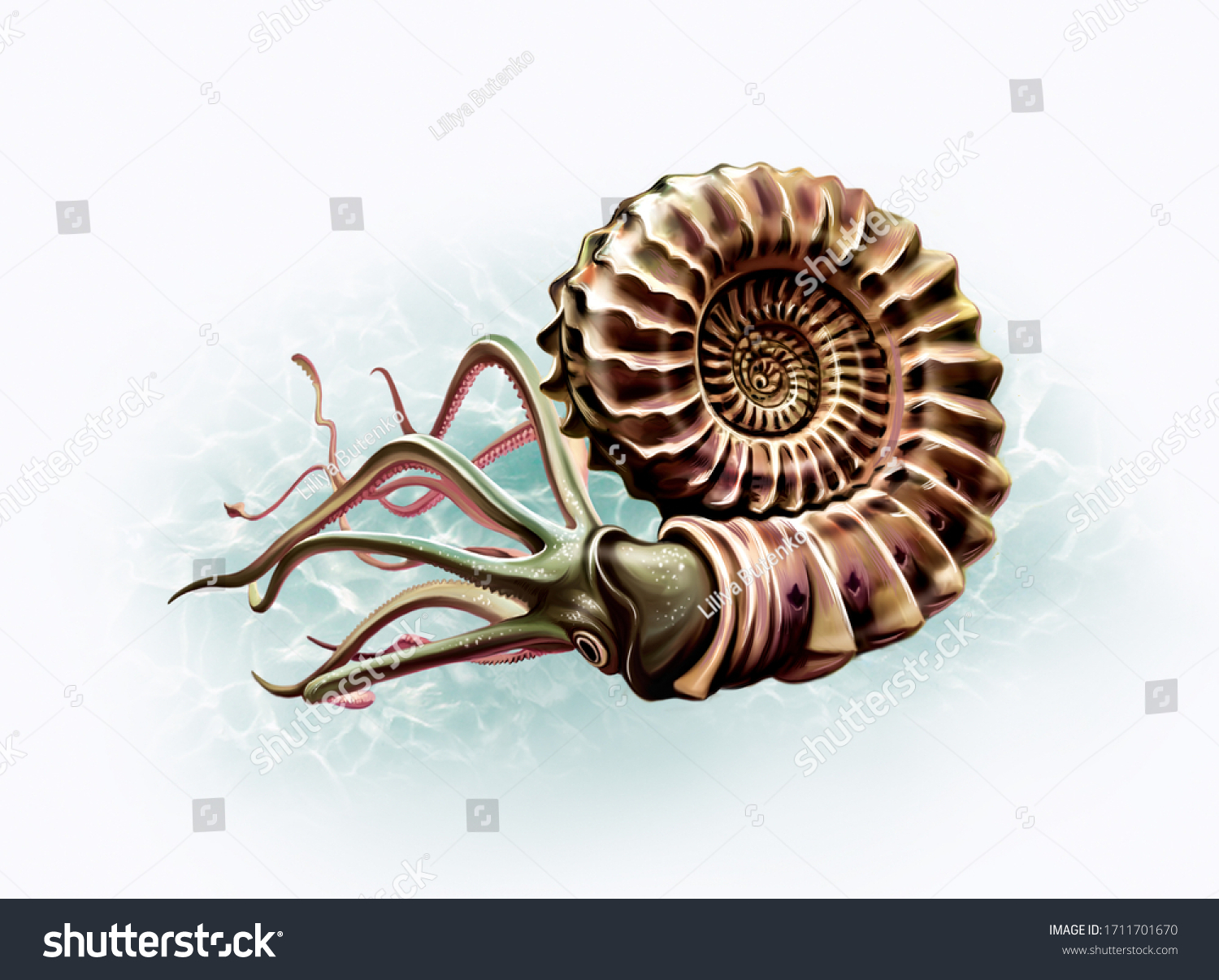 Ammonite Ammonoidea Ocean Realistic Drawing Reconstruction Stock