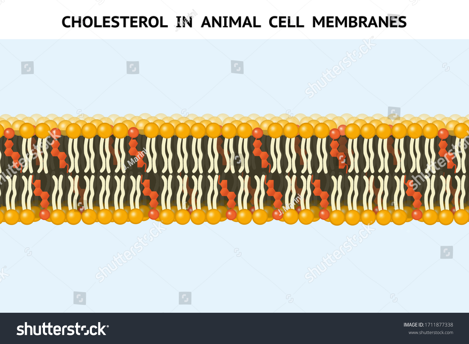 cholesterol-animal-cell-membranes-cholesterol-component-stock