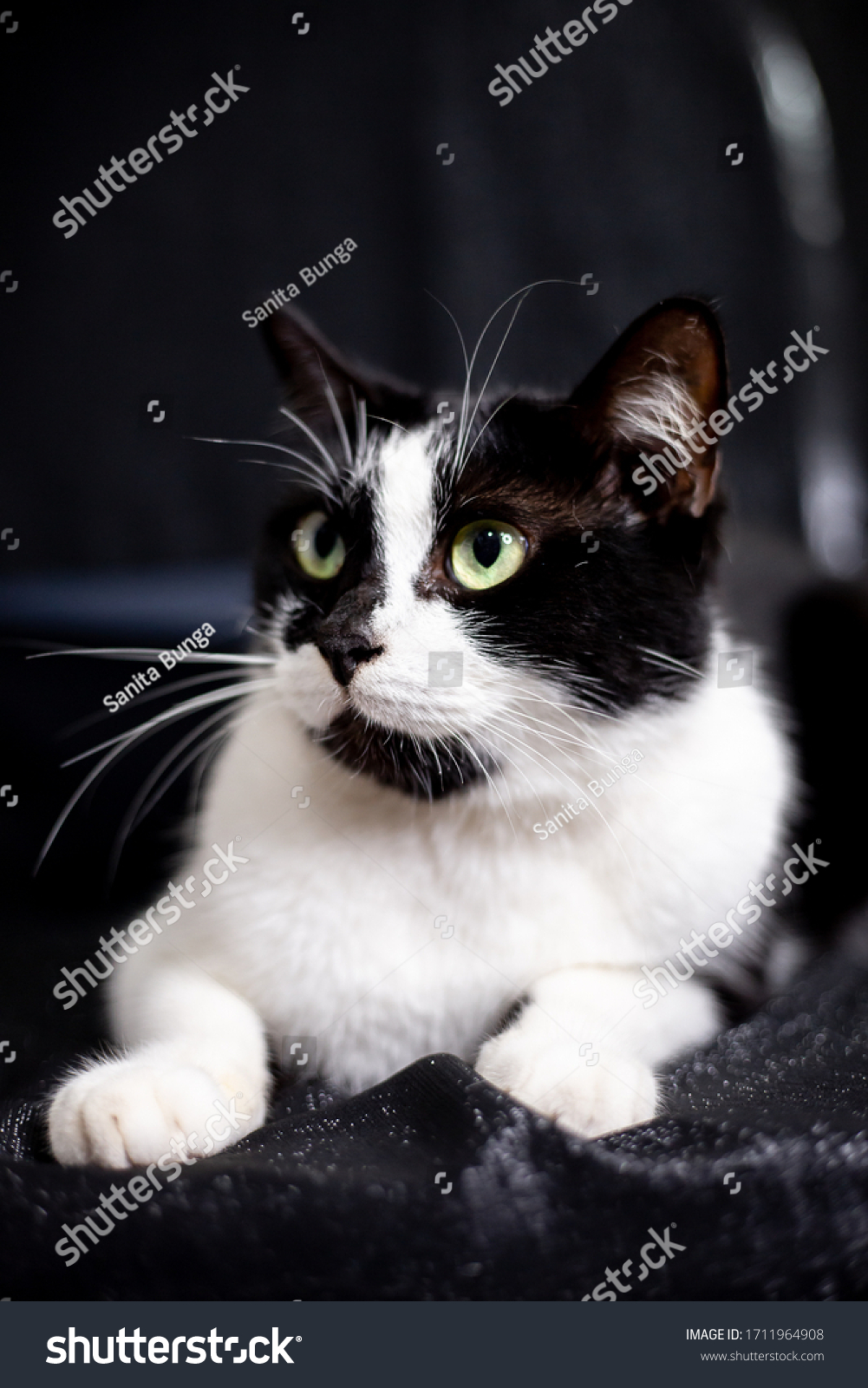 Portrait Fluffy Hair Cat Mixed Breed Stock Photo 1711964908 | Shutterstock