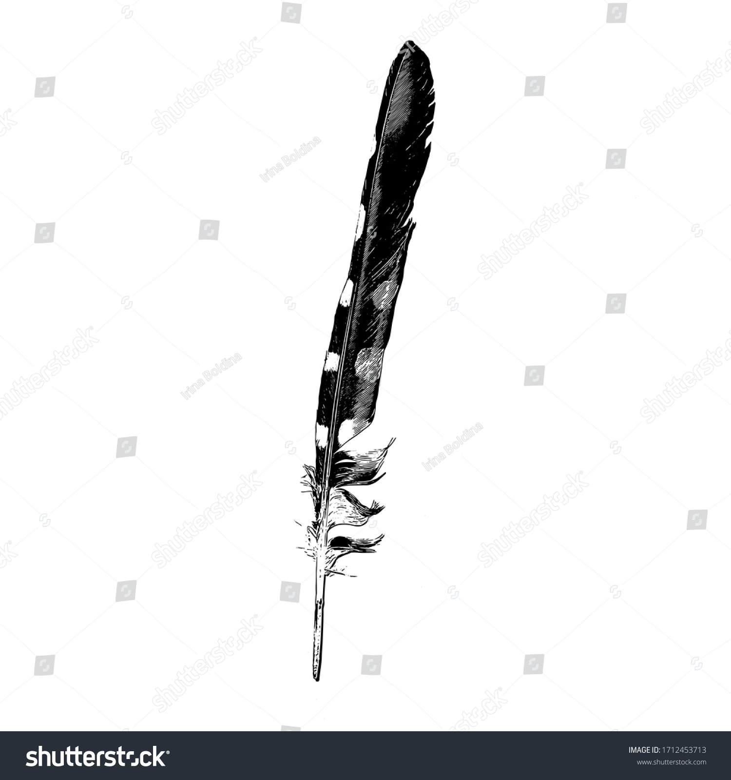 Figure Drawing Spotted Woodpeckers Feather Stock Illustration ...