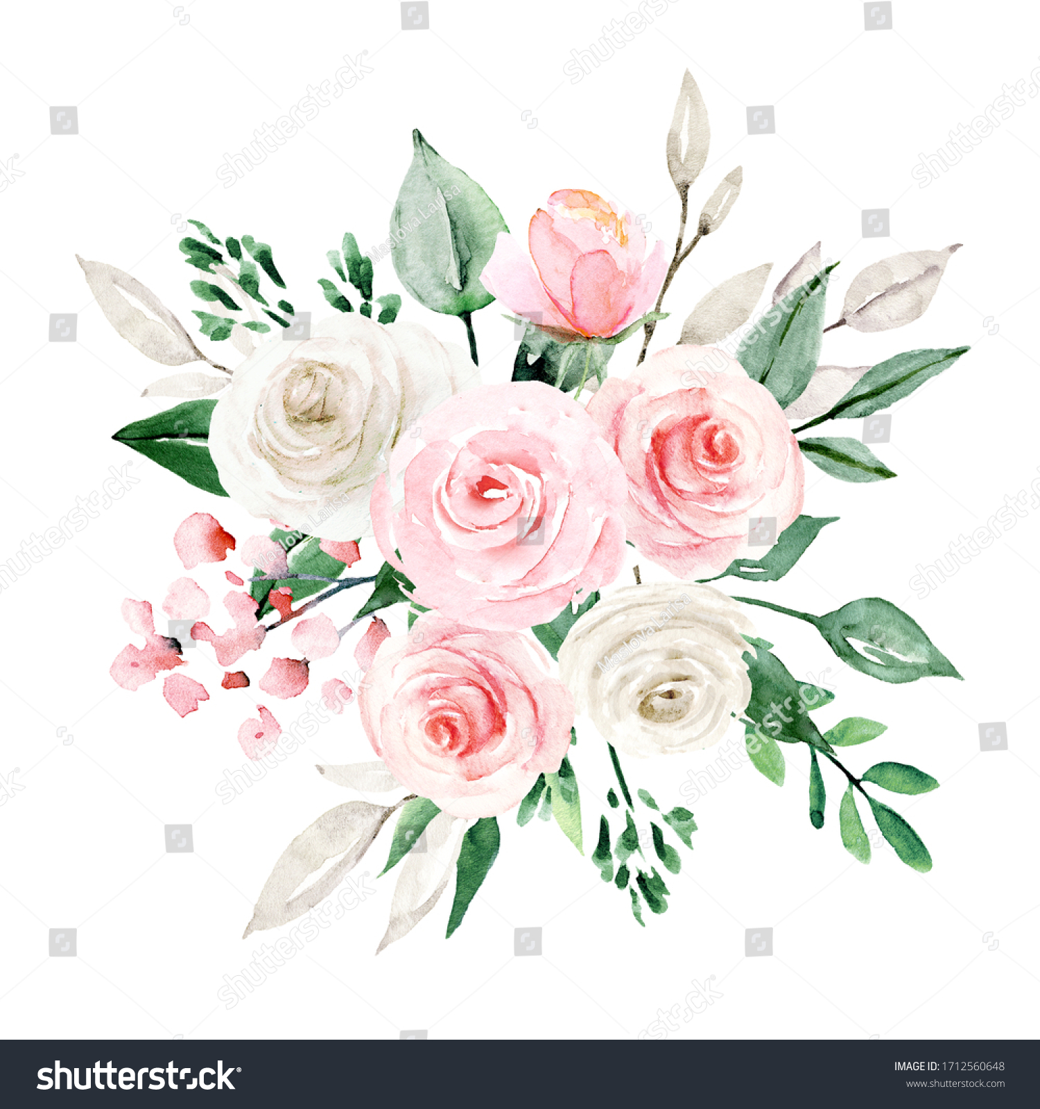 Flowers Blush White Roses Botanical Illustration Stock Illustration ...