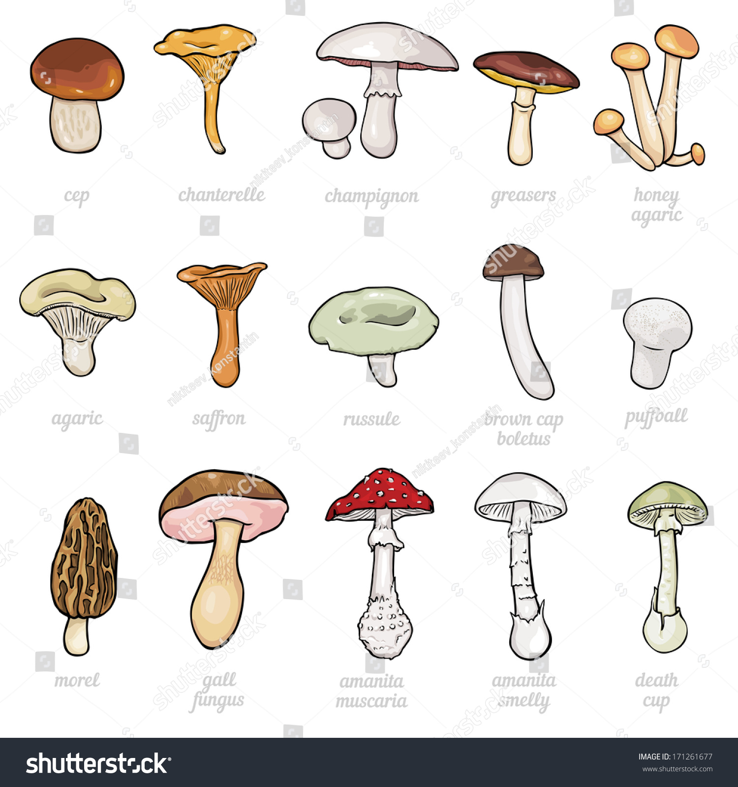 Съедобные грибы для срисовки