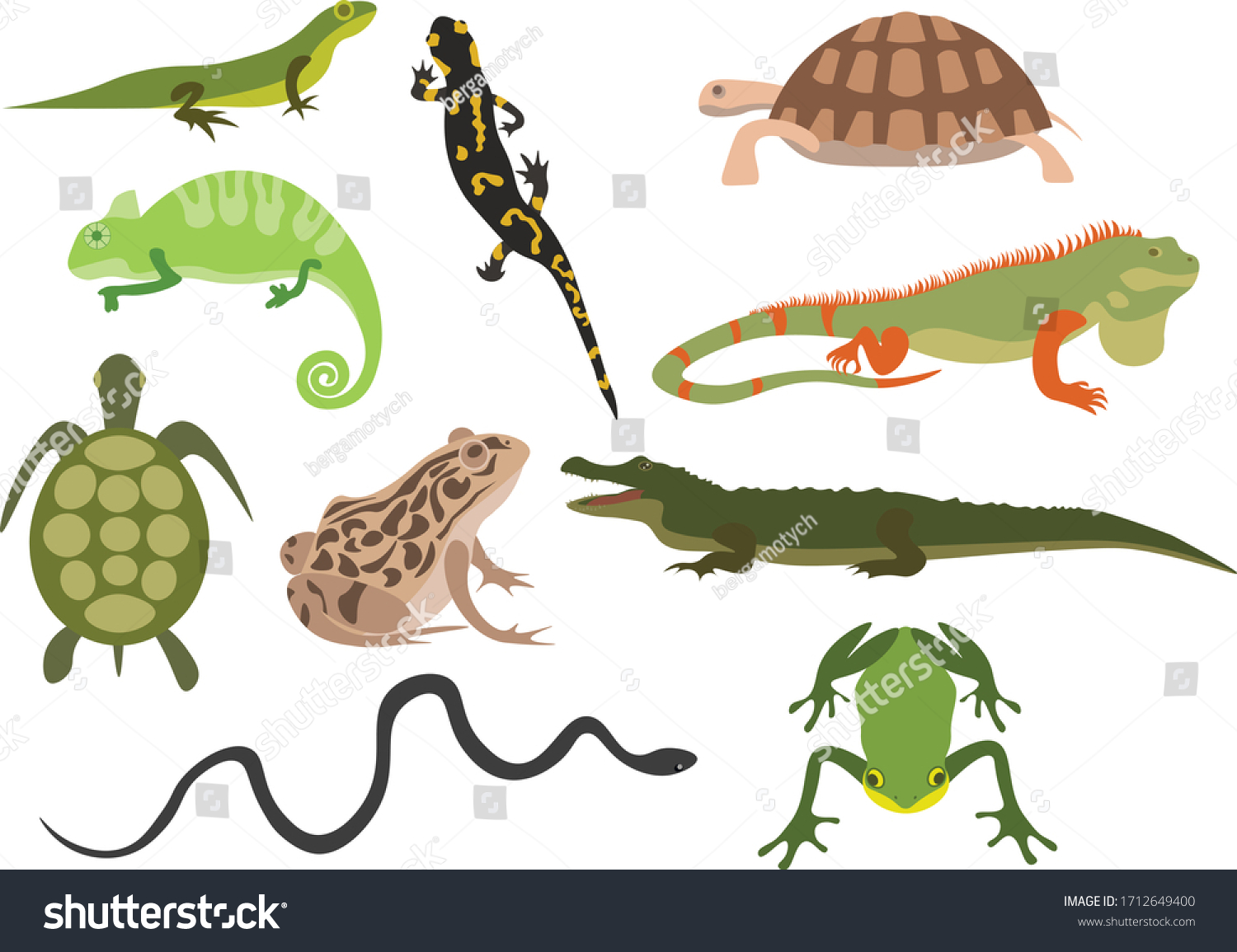 Amphibious Animals Vector Illustration Stock Vector (Royalty Free ...