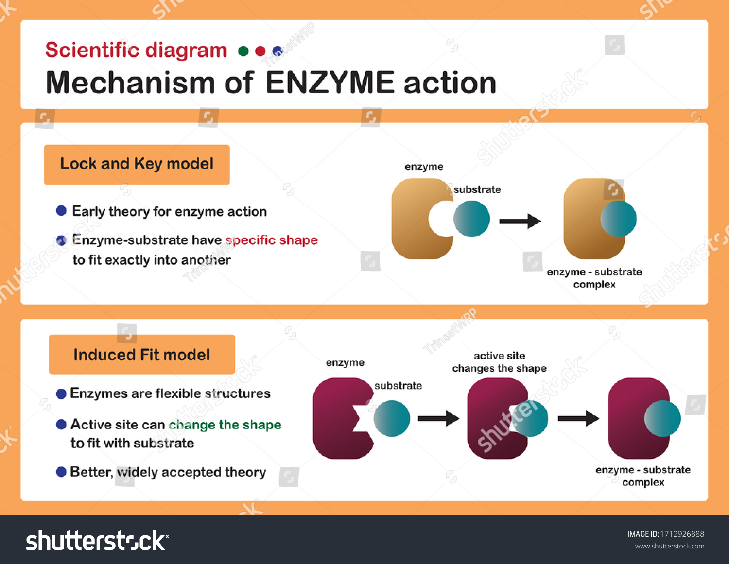 Scientific Diagram Show Mechanism Enzyme Action Stock Vector Royalty Free