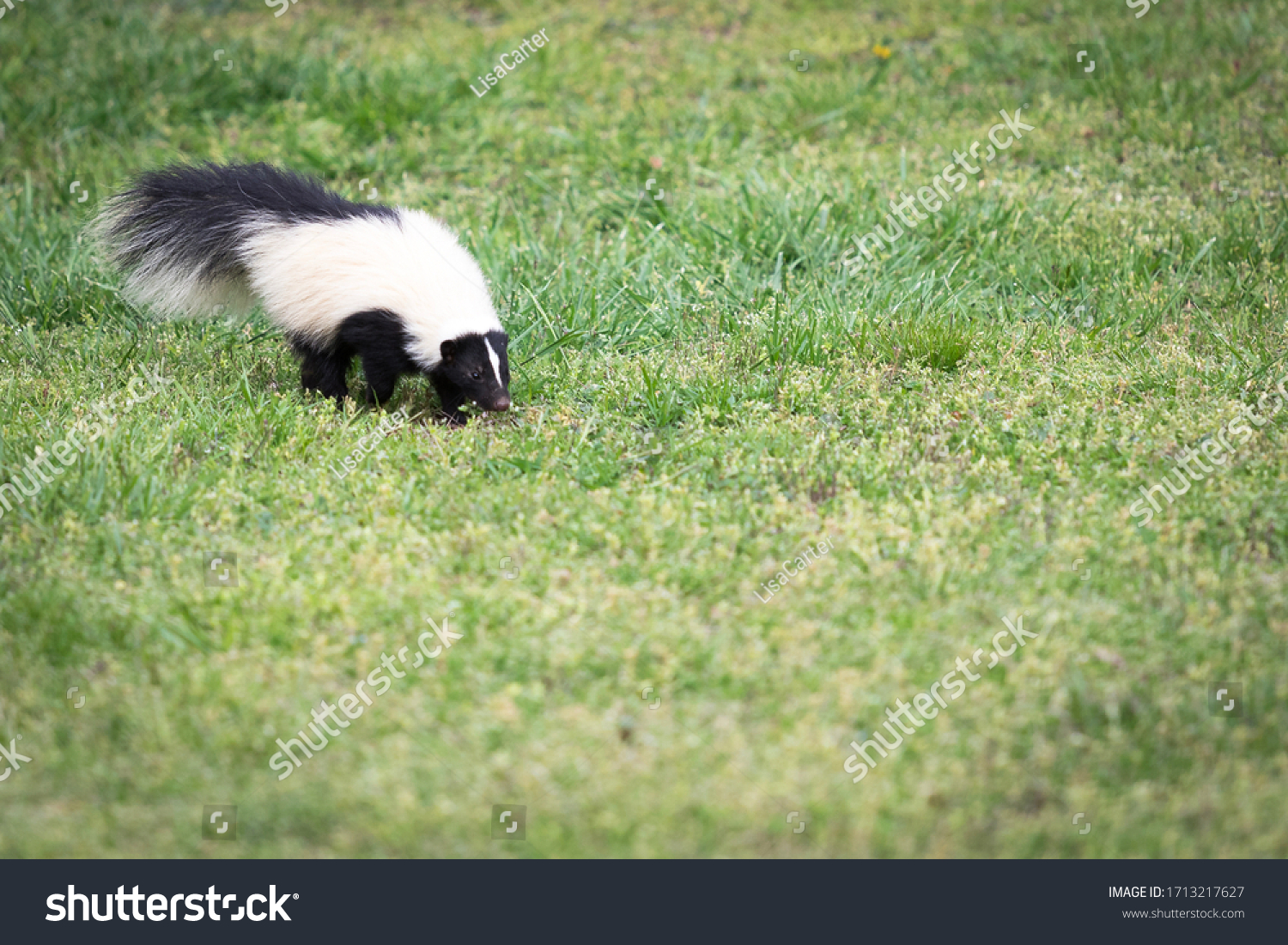 Curious Skunk Walks Through Yard Southwest Stock Photo 1713217627 ...