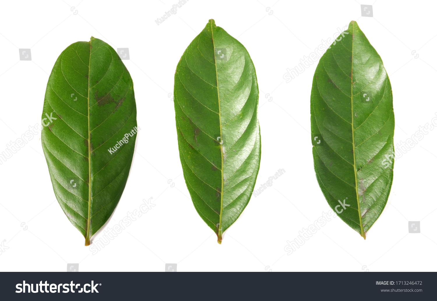 Rambutan Leaves Isolated On White Background Stock Photo 1713246472 ...