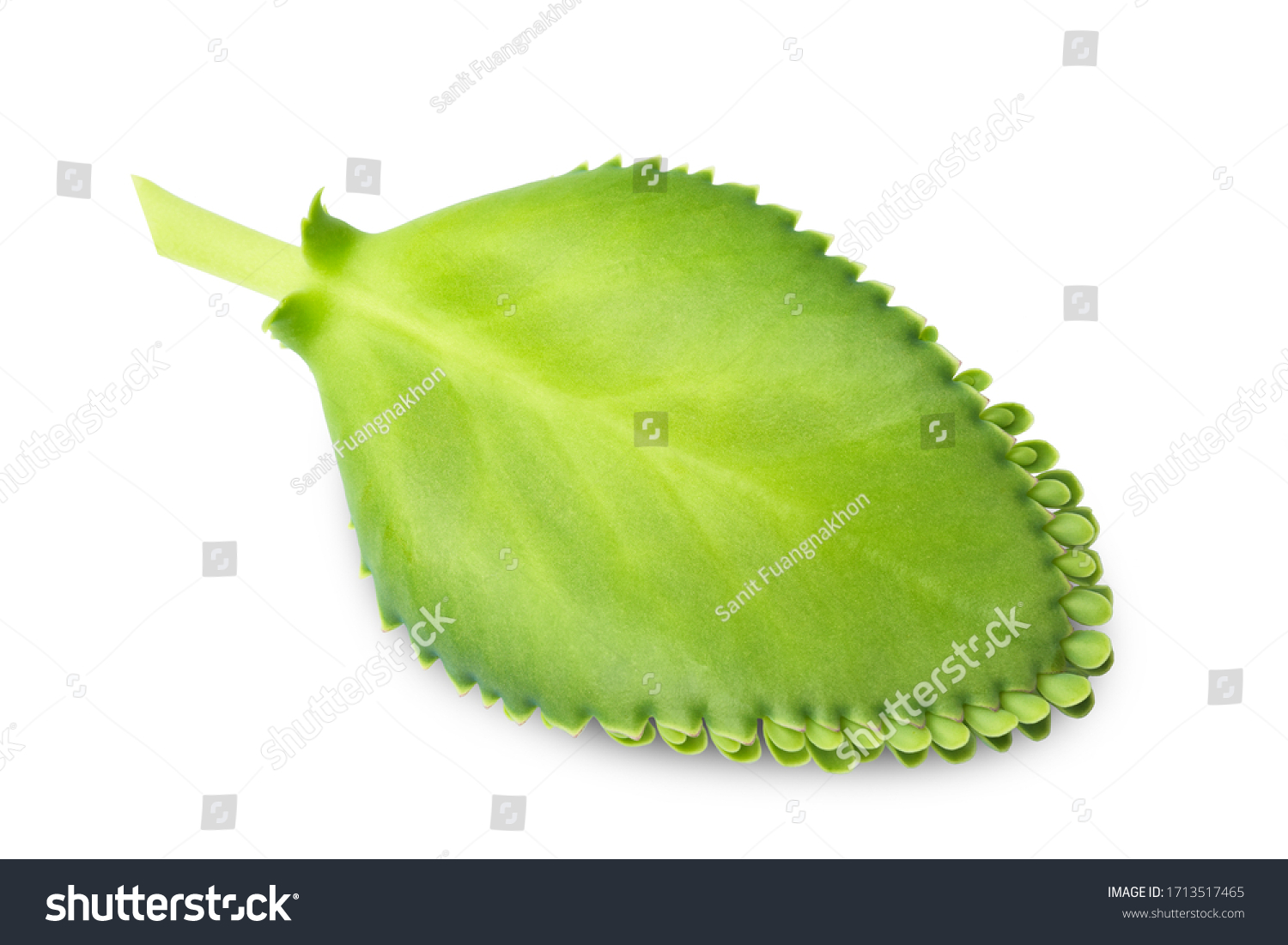 Bryophyllum Pinnatum Kalanchoe Pinnata Leaves Isolated Stock Photo ...