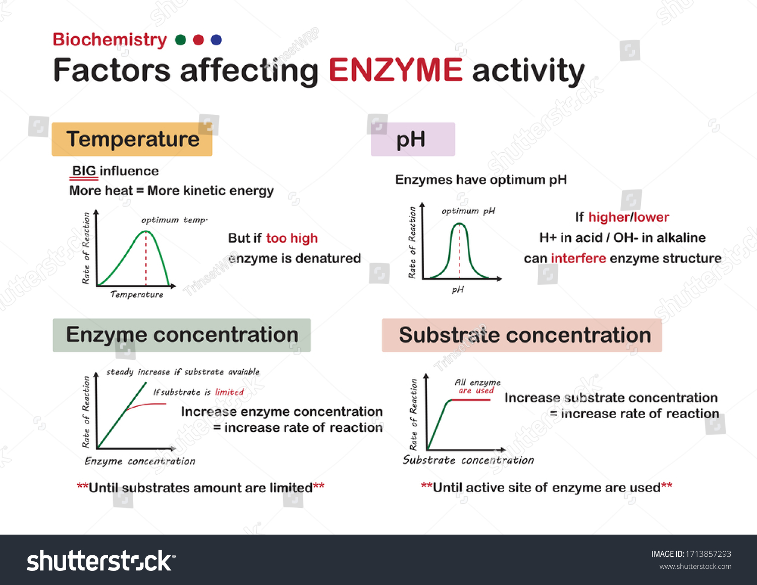 Active y. Enzyme Biochemical. Effect of substrate concentration on Enzyme activity. Factors that affects to the Enzymes graphs. Explain one Biochemical.