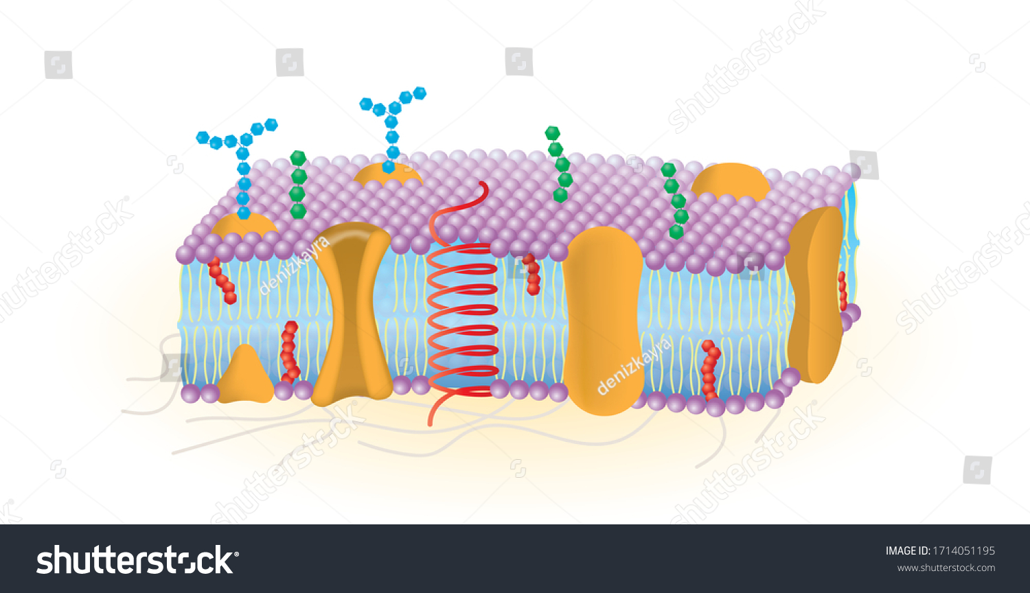 Detailed Diagram Models Cell Membrane Stock Vector (Royalty Free ...