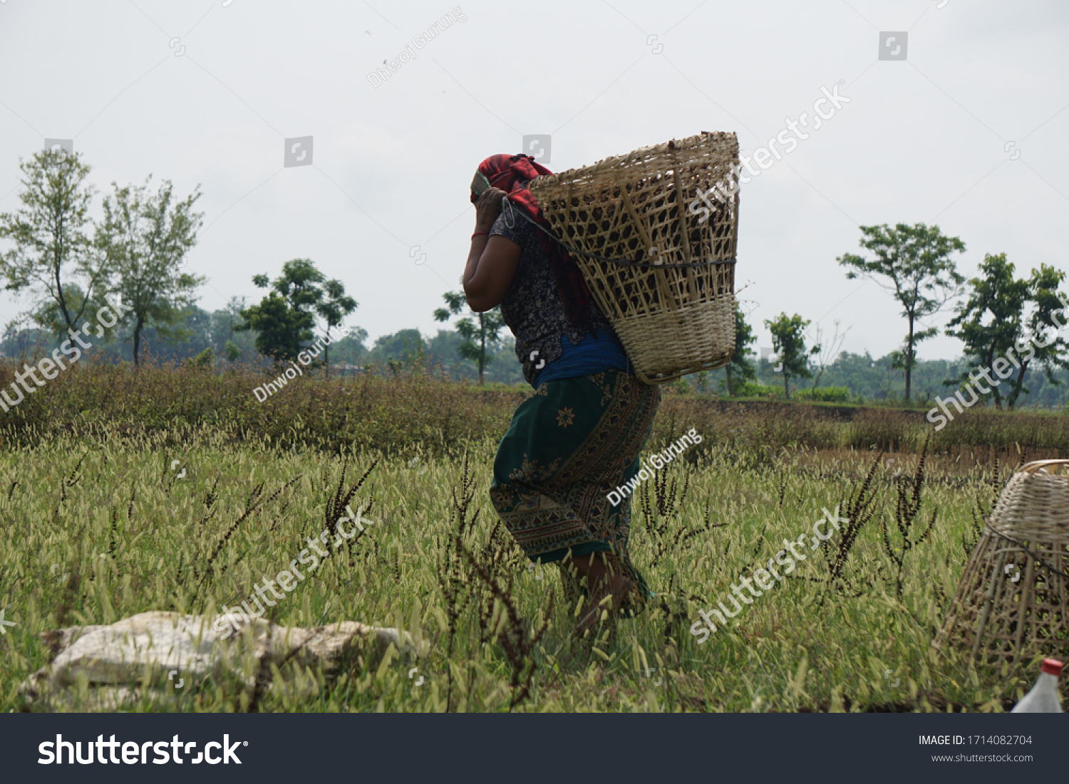 Nepali Woman Carrying Compost Manures On Stock Photo 1714082704