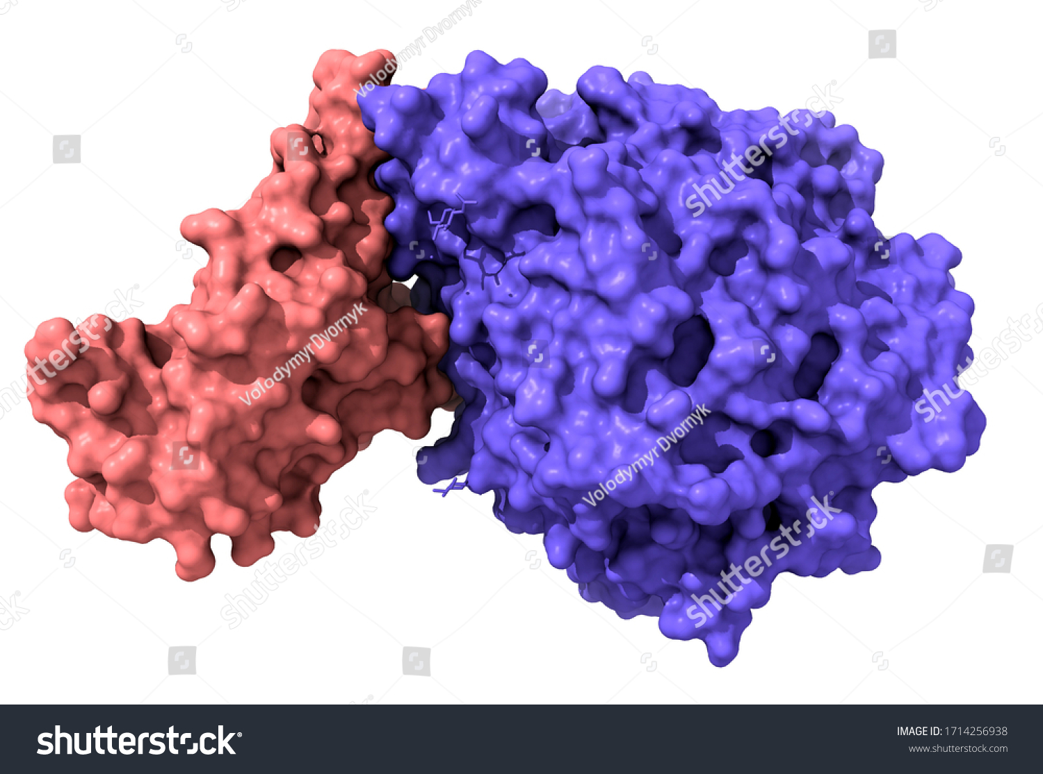 74 Receptor Binding Domain Images, Stock Photos & Vectors | Shutterstock