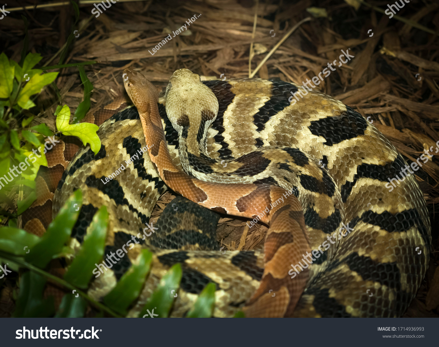 Timber Rattler Copperhead Snake Stock Photo 1714936993 | Shutterstock