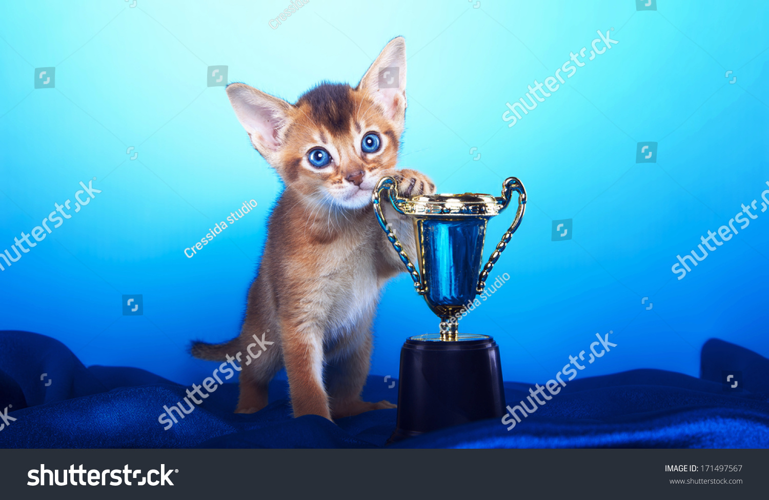 4,063 Winner Cat Images, Stock Photos & Vectors 